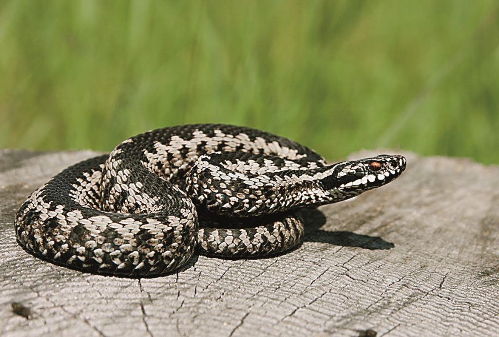 Τσίμπημα από φίδι: Οι πρώτες βοήθειες μέχρι να φτάσεις στο νοσοκομείο