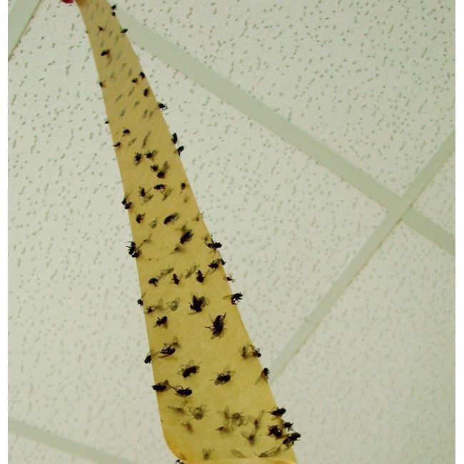 Τα σπιτικά εντομοαπωθητικά για να κρατήσετε μακριά τις μύγες από το αρνί και τα κρέατα την Κυριακή του Πάσχα