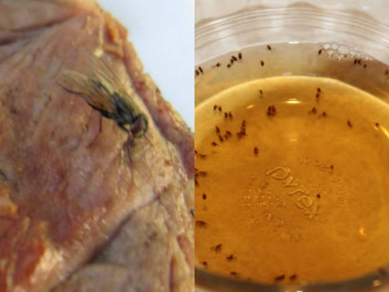 Τα σπιτικά εντομοαπωθητικά για να κρατήσετε μακριά τις μύγες από το αρνί και τα κρέατα την Κυριακή του Πάσχα