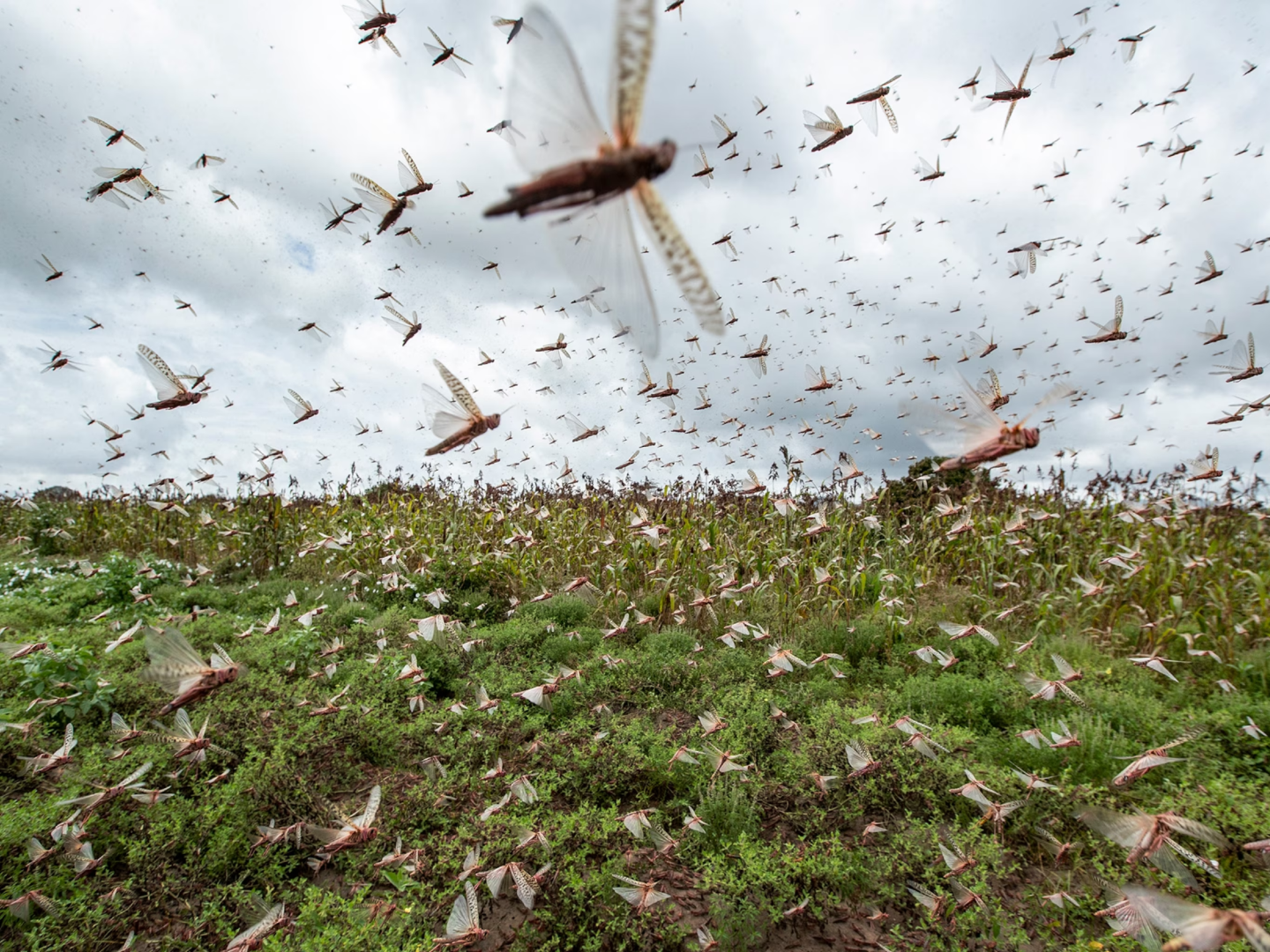 Βιβλική εισβολή ακρίδων στην Αυστραλία – Βίντεο