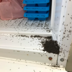 Μυρμήγκια στο σπίτι: Μη κάνεις απεντόμωση, αυτά τα σπιτικά εντομοαπωθητικά θα σου λύσουν οριστικά το πρόβλημα.