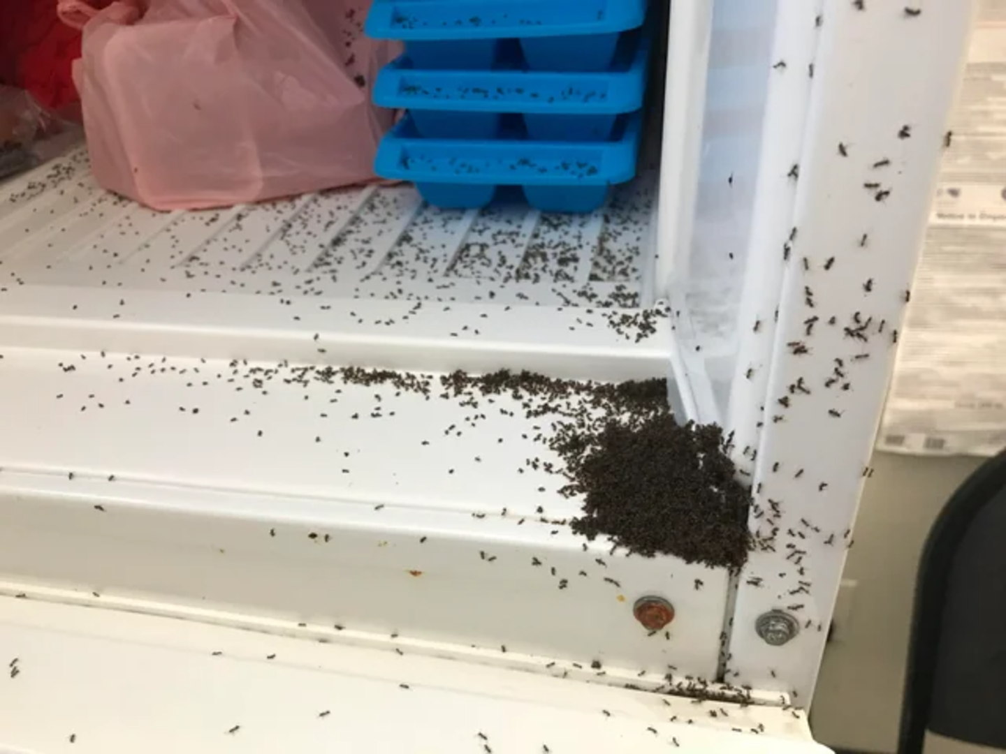 Μυρμήγκια στο σπίτι: Μη κάνεις απεντόμωση, αυτά τα σπιτικά εντομοαπωθητικά θα σου λύσουν οριστικά το πρόβλημα.