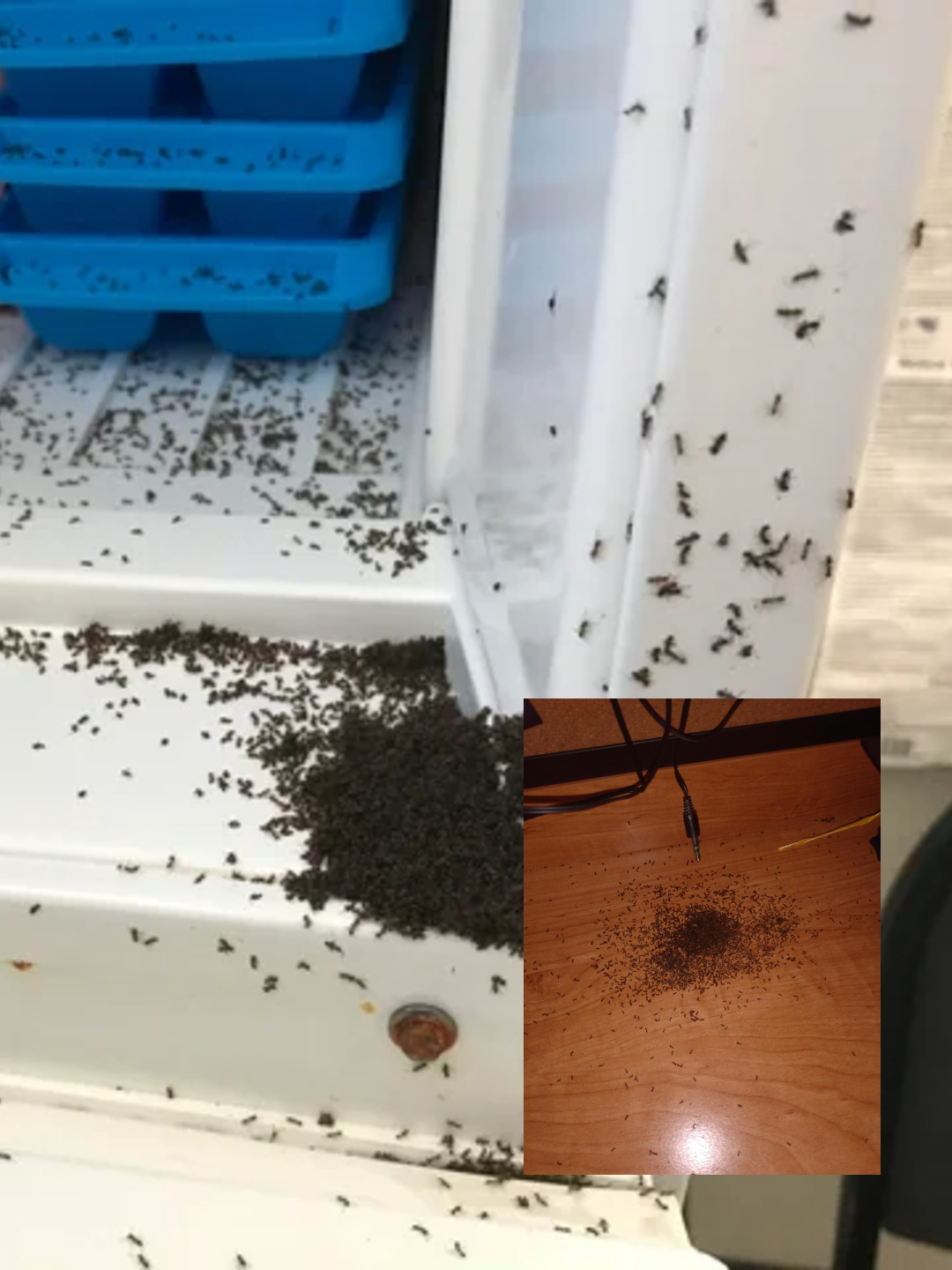 Μυρμήγκια στο σπίτι: Μη κάνεις απεντόμωση, αυτά τα σπιτικά εντομοαπωθητικά θα σου λύσουν οριστικά το πρόβλημα.