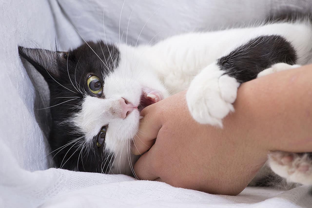 Αυτός είναι ο λόγος που η γάτα σας ενώ σας γλείφει , επιτόπου σας δαγκώνει