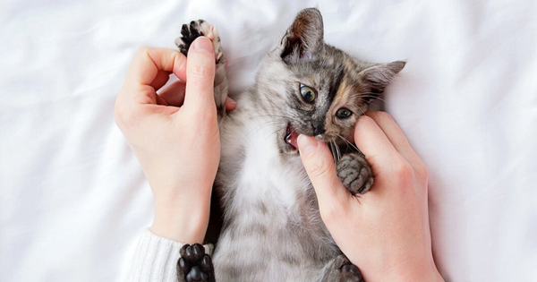 Αυτός είναι ο λόγος που η γάτα σας ενώ σας γλείφει , επιτόπου σας δαγκώνει