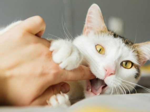 Αυτός είναι ο λόγος που η γάτα σας ενώ σας γλείφει , επιτόπου σας δαγκώνει