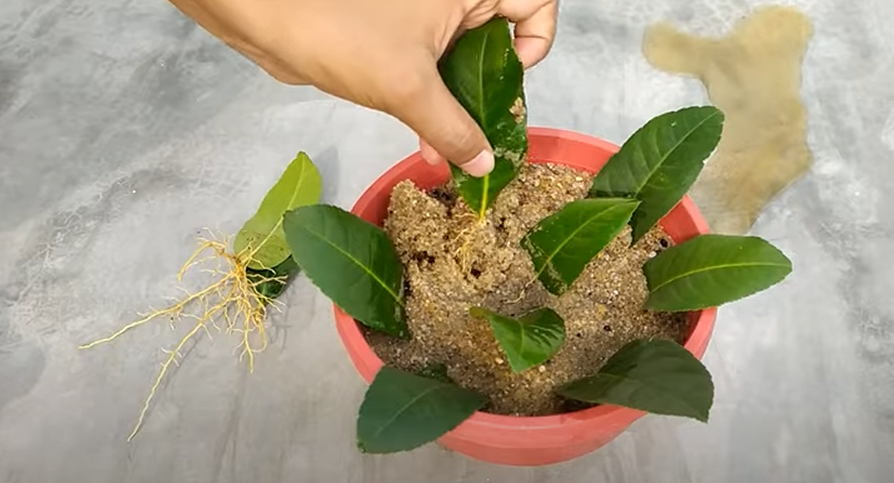 Φυτέψτε λεμονιά στον κήπο χρησιμοποιώντας τα φύλλα του δέντρου