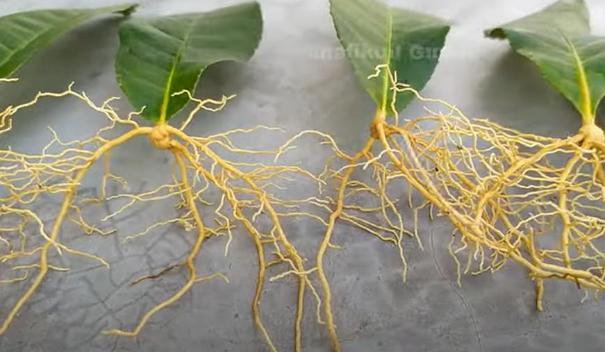 Φυτέψτε λεμονιά στον κήπο χρησιμοποιώντας τα φύλλα του δέντρου