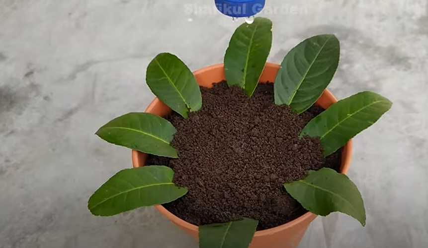 Φυτέψτε λεμονιά στον κήπο χρησιμοποιώντας τα φύλλα του δέντρου