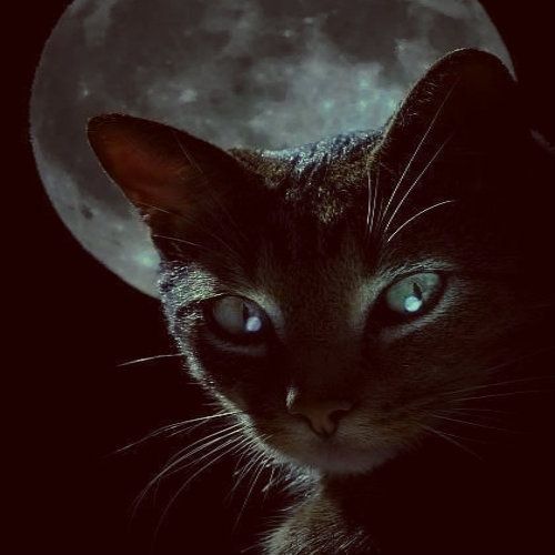 Γιατί θεωρείται ότι οι γάτες τραβούν την αρνητική ενέργεια – Οι θεωρίες που τις συνδέουν με το μεταφυσικό