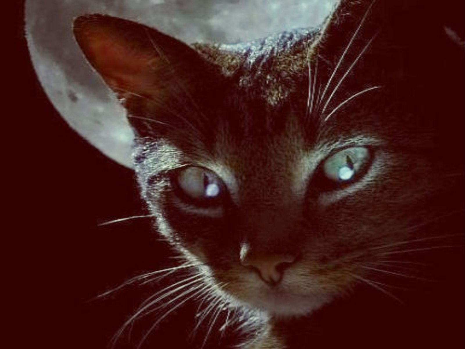 Γιατί θεωρείται ότι οι γάτες τραβούν την αρνητική ενέργεια – Οι θεωρίες που τις συνδέουν με το μεταφυσικό