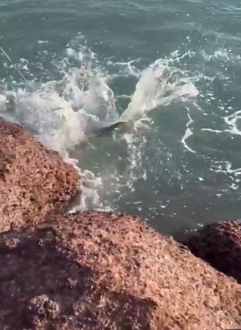 Νύφη έκανε πως ψάρευε για τις φωτογραφίες του γάμου και…έπιασε καρχαρία – Το viral βίντεο