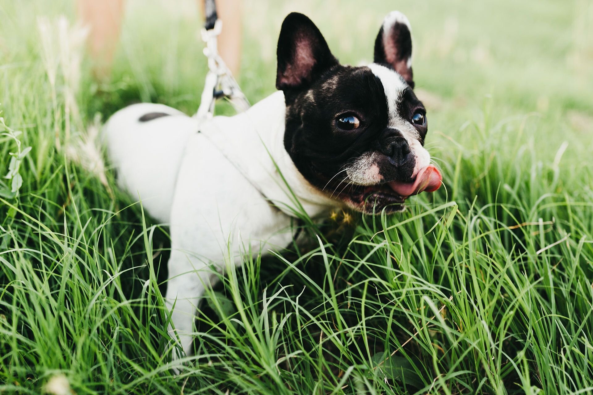 Ο σκύλος μου τρώει χορτάρι στη βόλτα – Οι λόγοι που συμβαίνει αυτό