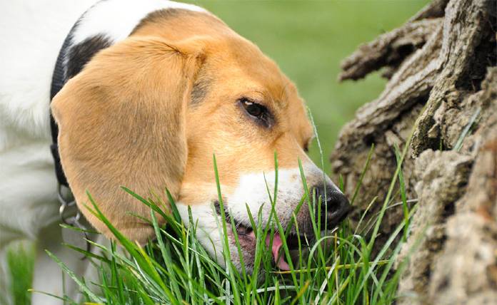 Ο σκύλος μου τρώει χορτάρι στη βόλτα – Οι λόγοι που συμβαίνει αυτό