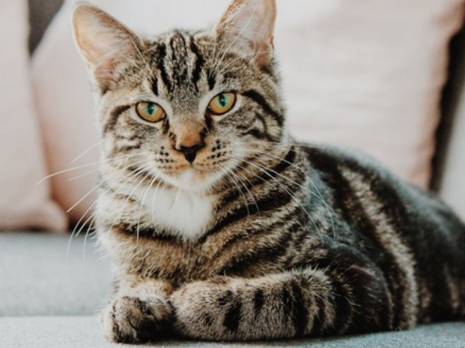 Οι 10+1 λόγοι που η γάτα σας δε σταματά να νιαουρίζει