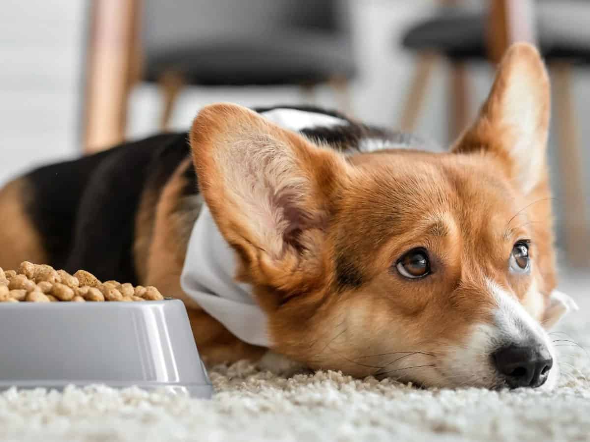 ξαπλωμένος-σκύλος