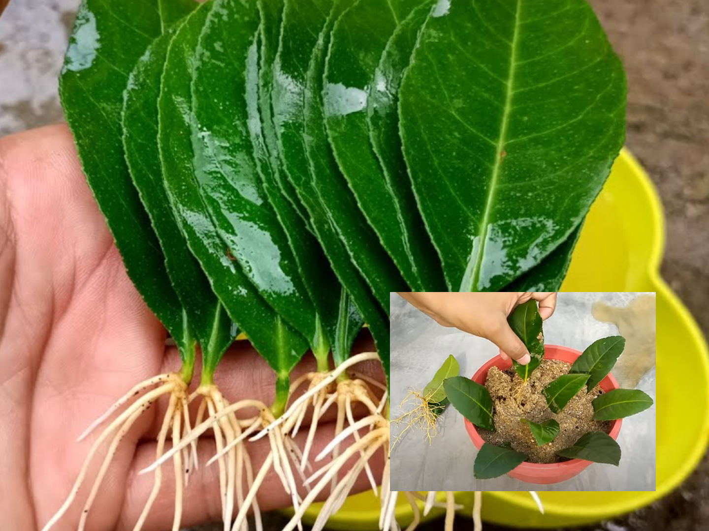 Φυτέψτε λεμονιά στον κήπο χρησιμοποιώντας τα φύλλα του δέντρου