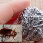 Το πιο αποτελεσματικό κόλπο με αλουμινόχαρτο για να διώξετε κατσαρίδες μυρμήγκια και κουνούπια