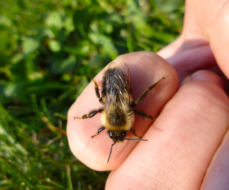 Τσίμπησε το παιδί μέλισσα ή σφήκα στην εξοχή – Πώς να αντιμετωπίσεις τα συμπτώματα μέχρι να πας στον γιατρό