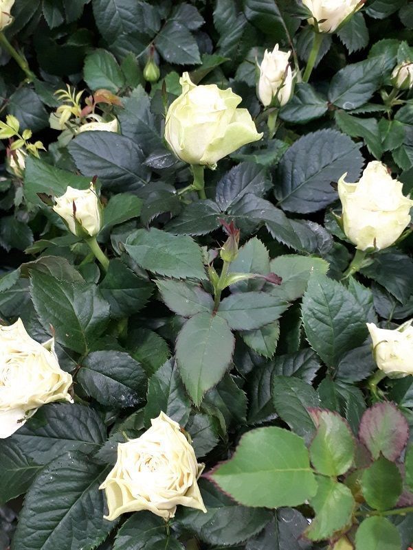 Πώς να περιποιηθείς τις τριανταφυλλιές σου το Καλοκαίρι – Όλα τα μυστικά για να μη σου ξεραθούν