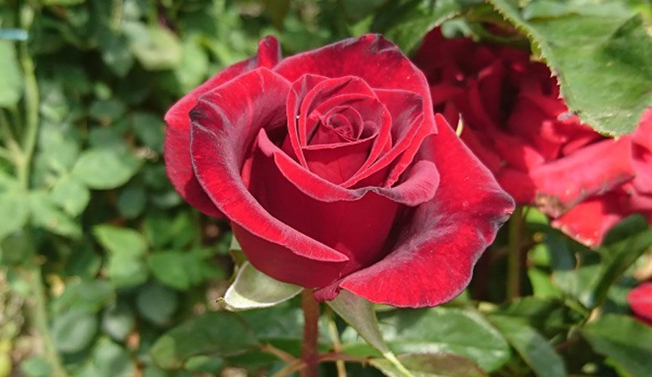 Πώς να περιποιηθείς τις τριανταφυλλιές σου το Καλοκαίρι – Όλα τα μυστικά για να μη σου ξεραθούν