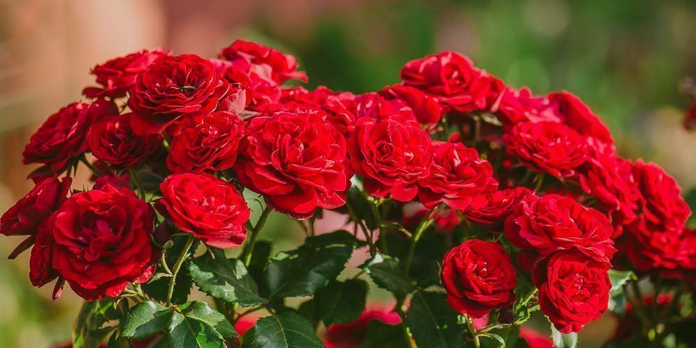 Πώς να περιποιηθείς τις τριανταφυλλιές σου το Καλοκαίρι – Όλα τα μυστικά για να μη σου ξεραθούν