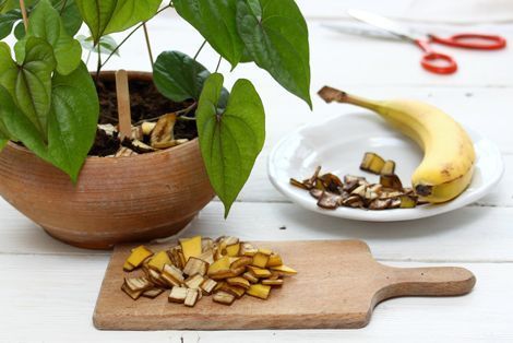 9+1 σπιτικά λιπάσματα για φυτά που βοηθούν τον κήπο με τη μέθοδο της ανακύκλωσης