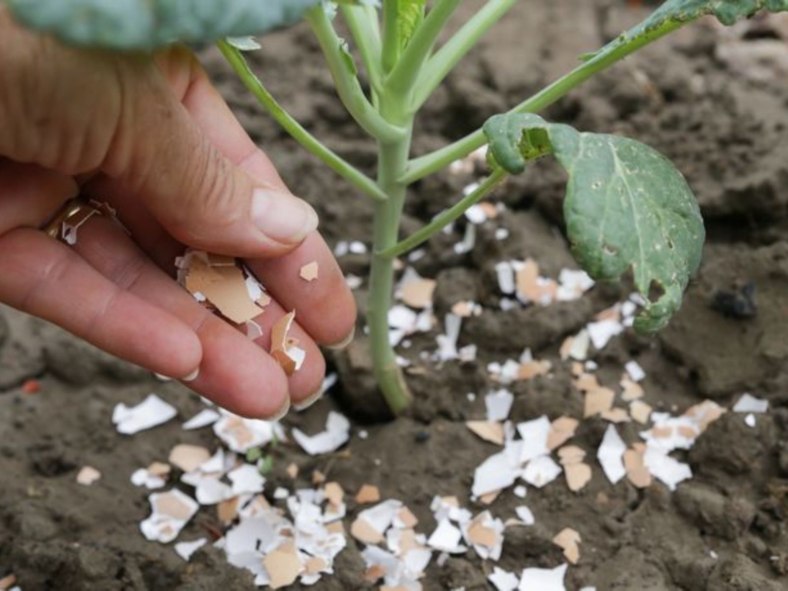 9+1 σπιτικά λιπάσματα για φυτά που βοηθούν τον κήπο με τη μέθοδο της ανακύκλωσης
