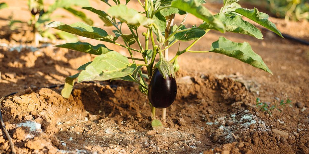 11+1 μυστικά για να καλλιεργήσετε μελιτζάνες στο κήπο σας