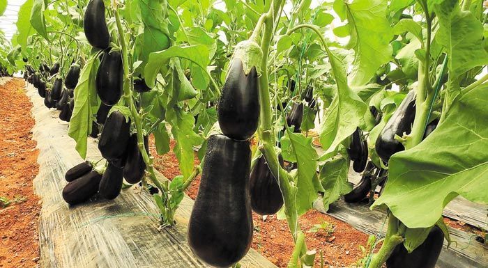 11+1 μυστικά για να καλλιεργήσετε μελιτζάνες στο κήπο σας