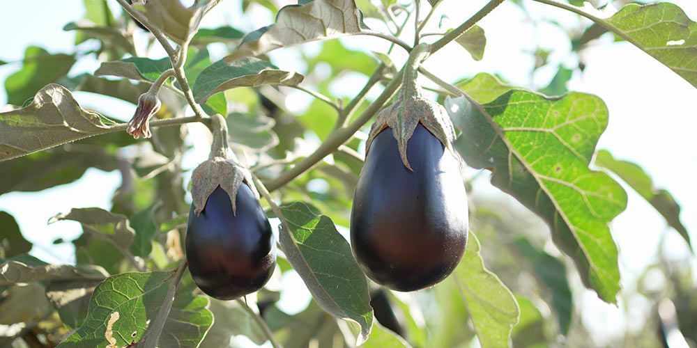 11+1 μυστικά για να καλλιεργήσετε μελιτζάνες στο κήπο σας