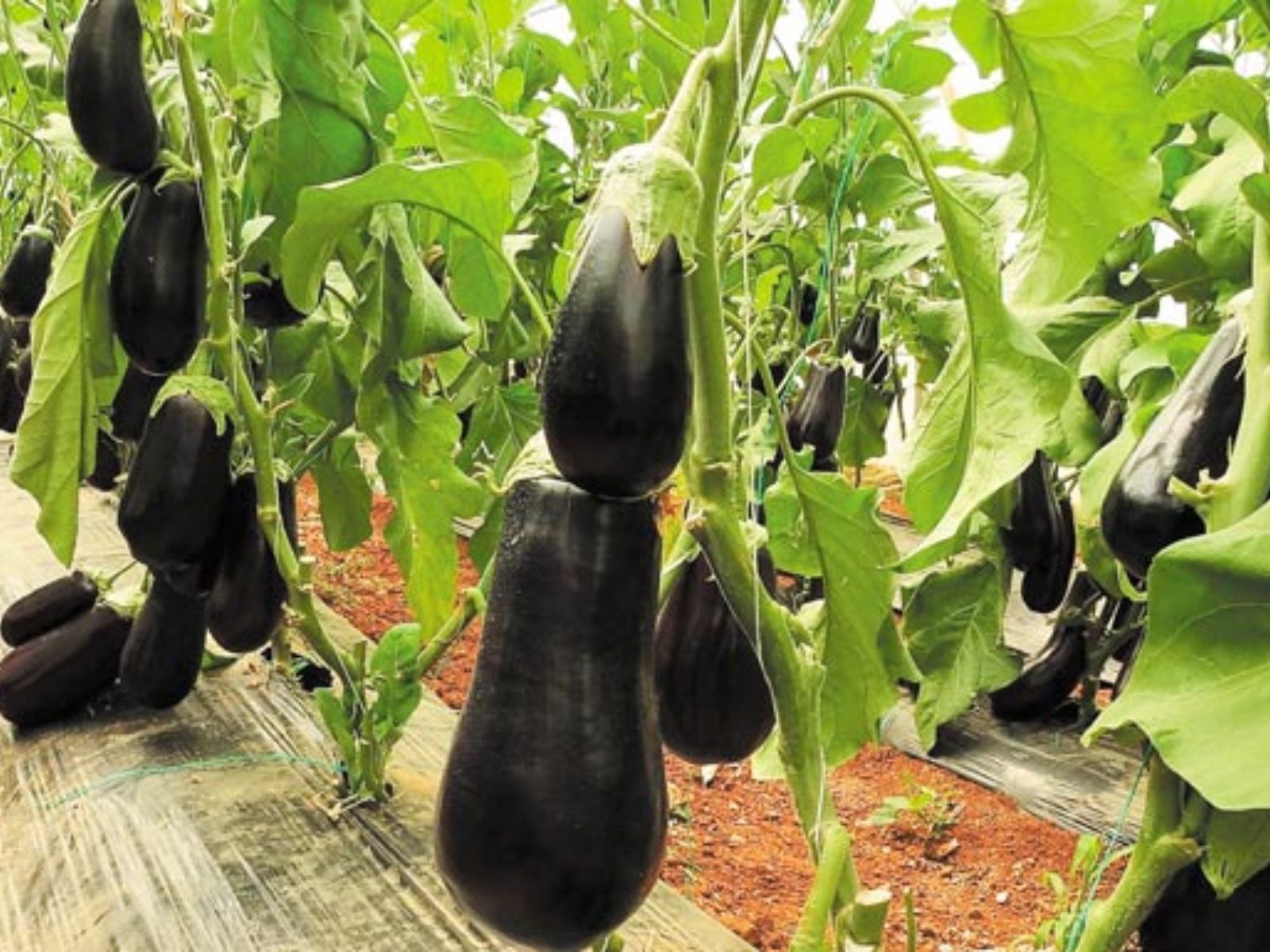 11+1 μυστικά για να καλλιεργήσετε μελιτζάνες στο κήπο σας