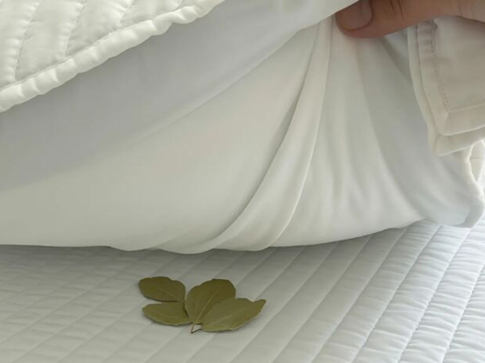 Γιατί πρέπει να βάλεις 3 φύλλα Δάφνης κάτω από το μαξιλάρι σου