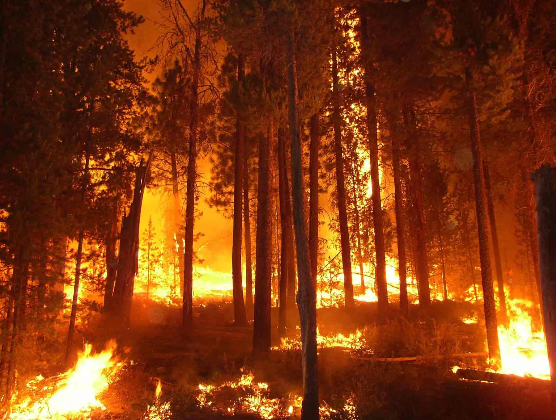 Σε κίνδυνο τα ελληνικά δάση από τις πυρκαγιές το Καλοκαίρι – Οδηγίες για να τα προστατεύσουμε