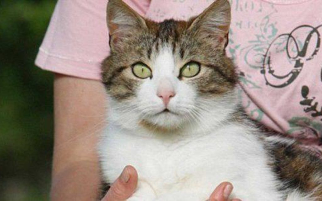 Αυτός είναι ο λόγος που η γάτα σας ενώ σας γλείφει , επιτόπου σας δαγκώνει