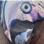 Το «ψάρι της καταστροφής» βγήκε στη στεριά- Κακός οιωνός για φυσικές καταστροφές