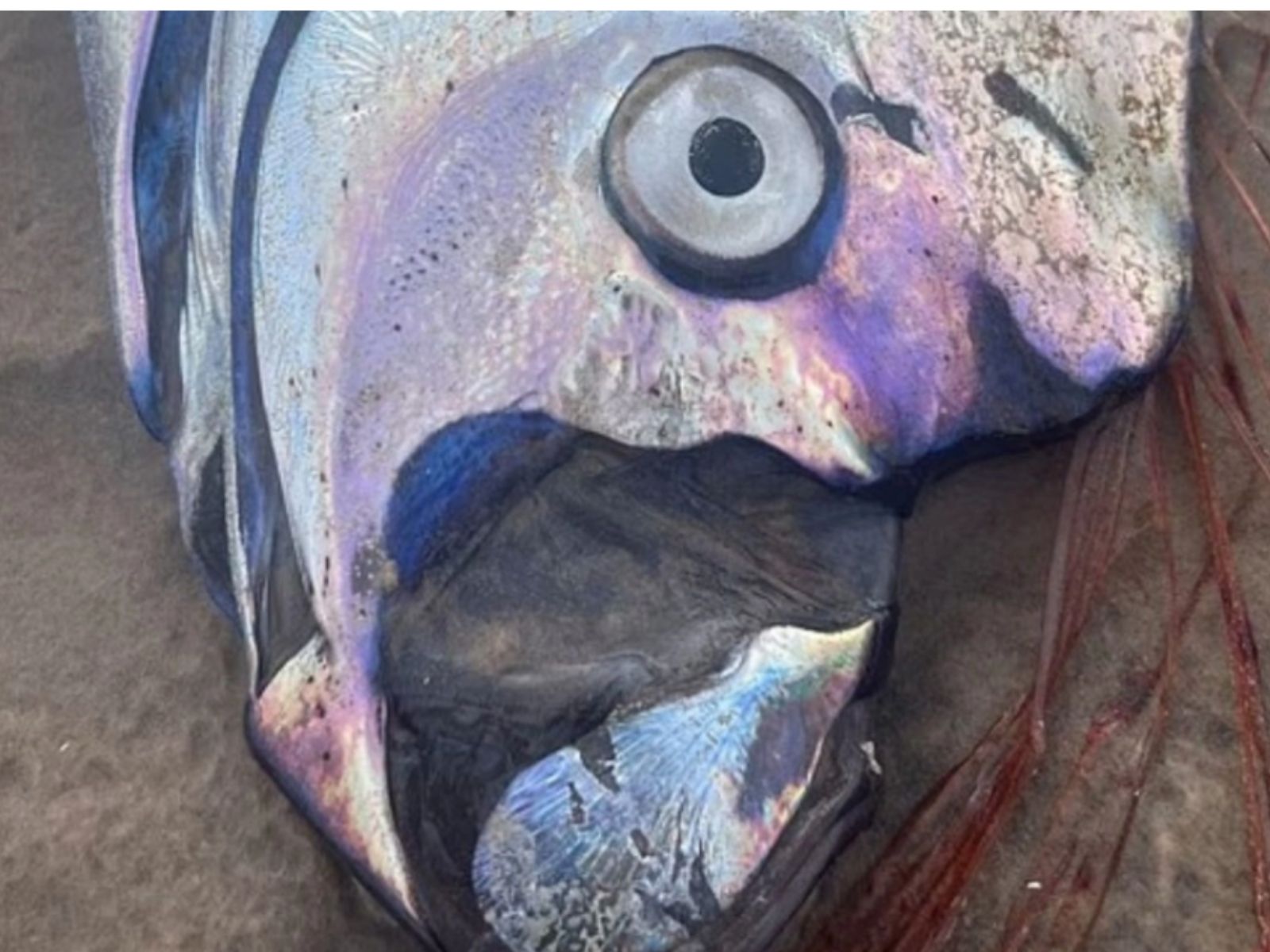 Το «ψάρι της καταστροφής» βγήκε στη στεριά- Κακός οιωνός για φυσικές καταστροφές