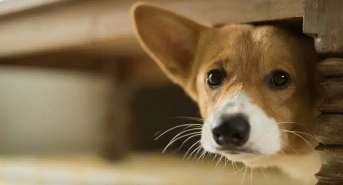 κρυμμένος-σκύλος- κρυμμένος-σκύλος-