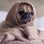 Γιατί τρέμει ο σκύλος μου; – Οι αιτίες και οι τρόποι αντιμετώπισης