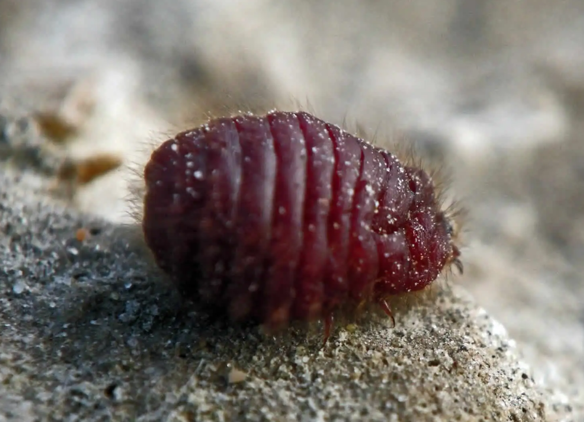 Καρμίνιο: Η χρωστική ουσία που παράγεται από έντομα και περιέχεται σε τρόφιμα που καταναλώνουμε καθημερινά