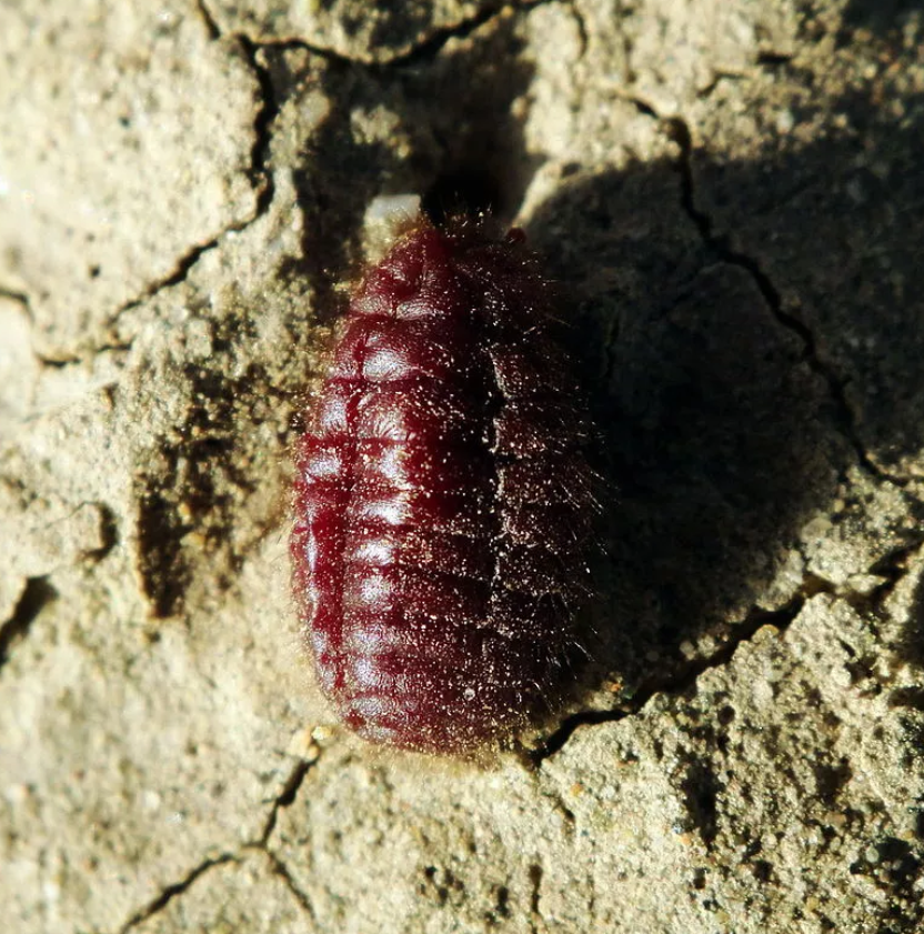 Καρμίνιο: Η χρωστική ουσία που παράγεται από έντομα και περιέχεται σε τρόφιμα που καταναλώνουμε καθημερινά