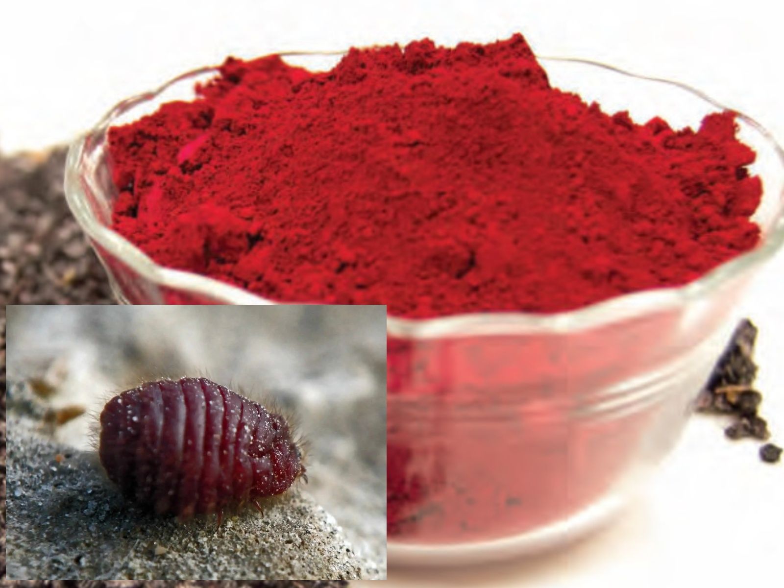 Καρμίνιο: Η χρωστική ουσία που παράγεται από έντομα και περιέχεται σε τρόφιμα που καταναλώνουμε καθημερινά