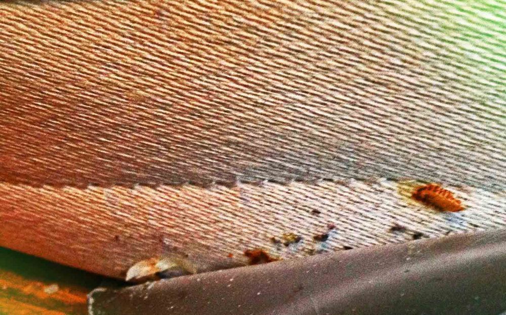 Τα πιο επικίνδυνα έντομα στην Ελλάδα και πώς να τα αναγνωρίσεις