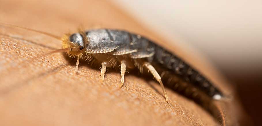 Τα πιο επικίνδυνα έντομα στην Ελλάδα και πώς να τα αναγνωρίσεις