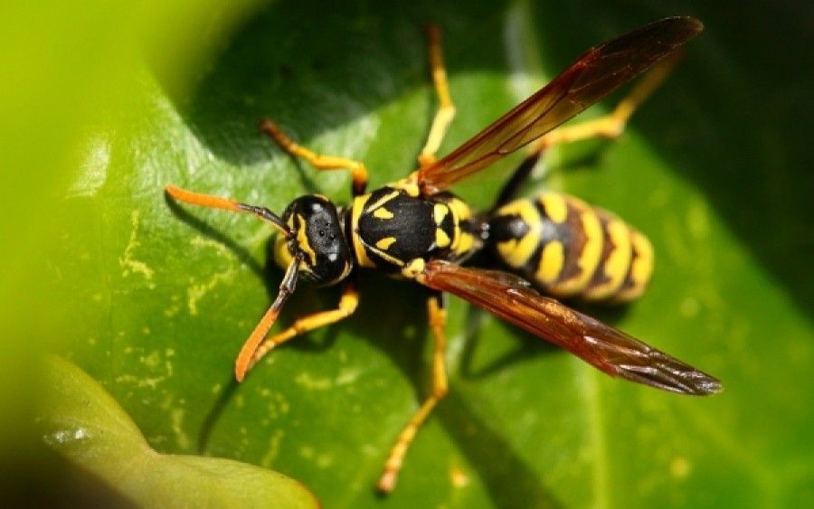 Τα πιο επικίνδυνα έντομα στην Ελλάδα και πώς να τα αναγνωρίσεις
