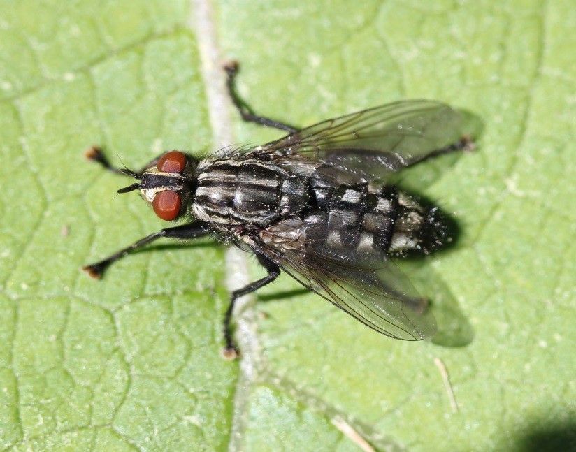 Τα πιο επικίνδυνα έντομα στην Ελλάδα και πώς να τα αναγνωρίσεις