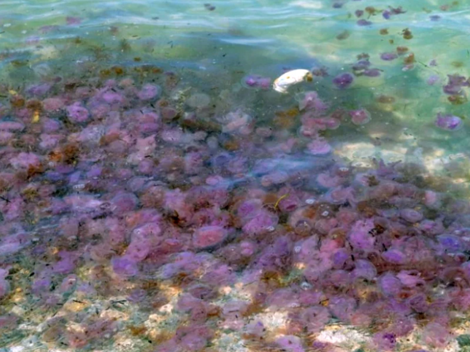 Σε Μεγάλη έξαρση και φέτος οι μωβ μέδουσες- Σε ποιες θάλασσες εμφανίζονται