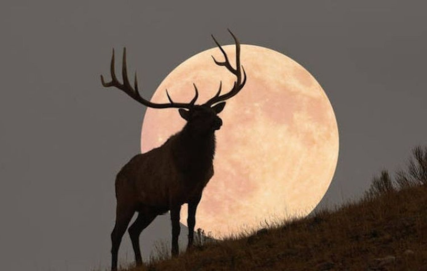 Buck Moon: Πότε είναι η σαγηνευτική υπερπανσέληνος  του Ιουλίου & οι άγνωστοι συμβολισμοί