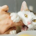 Η γάτα μου δεν τρώει - Πρέπει να ανησυχήσω; Τα αίτια και η αντιμετώπιση