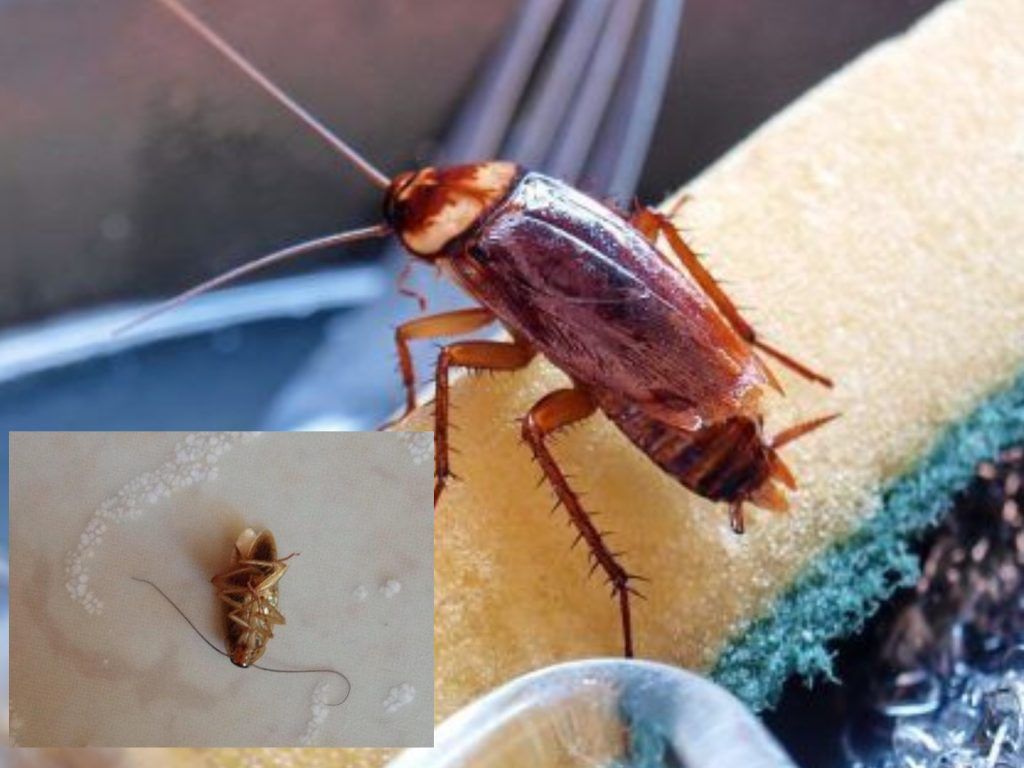 Πώς να μην ξαναδείς ΠΟΤΕ κατσαρίδα στο σπίτι – Ο απόλυτος οδηγός εξόντωσης